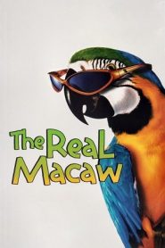 The Real Macaw (1998) จิ๊จ๊ะมาคอร์ ล่าสมบัติโจรสลัดหน้าแรก ดูหนังออนไลน์ รักโรแมนติก ดราม่า หนังชีวิต