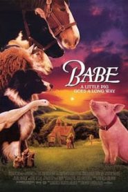 Babe (1995) เบ๊บ หมูน้อยหัวใจเทวดาหน้าแรก ดูหนังออนไลน์ รักโรแมนติก ดราม่า หนังชีวิต