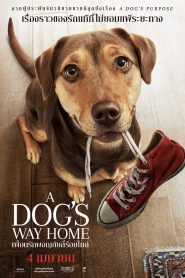A Dog s Way Home (2019) เพื่อนรักผจญภัยสี่ร้อยไมล์หน้าแรก ดูหนังออนไลน์ รักโรแมนติก ดราม่า หนังชีวิต